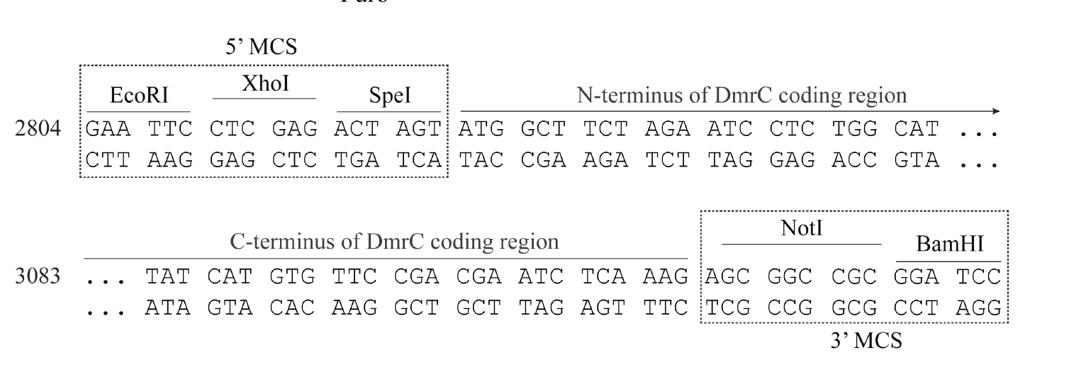 pLVX-Het-1 多克隆位点 点击看大图 pLVX-Het-1 多克隆位点